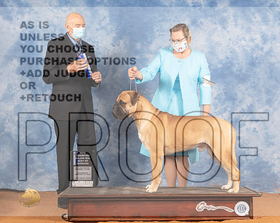 Bullmastiff #23 Sat BOW Judge Gary SparchuMMJ_9400_NRKC2022_HR3