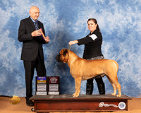Bullmastiff #25 Sat BOBOHBOB Judge Gary Sparchu