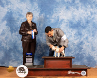 Chihuahua Long Coat #9 Sat BOW Judge Doris Cozart