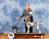 Dalmatian #10 Sat SB Judge Carol Jean Nelson