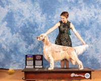 English Setter #15 Sat BOB OHBOB Judge Michael Canalizo