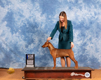 German Pinscher #7 Sat BOW Judge Gary Sparchu