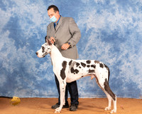 Great Dane #15 Sat WD Judge Cathy De La Garza
