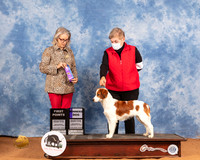 Kooikerhondje #9 Sat WD Judge Helen Dorrance