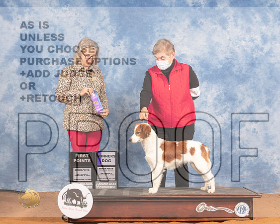 Kooikerhondje #9 Sat WD Judge Helen DorranceMMJ_9458_NRKC2022_HR3