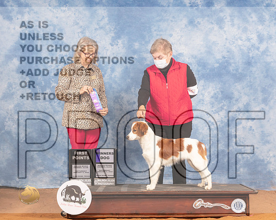 Kooikerhondje #9 Sat WD Judge Helen DorranceMMJ_9460_NRKC2022_HR3
