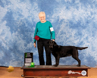 Labrador Retriever #26 Sat Vers