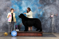 Newfoundland #5 Thurs OHG1 Judge Pat Trotter