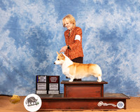 Pembroke Welsh Corgi #43 Sat BOBOHBOB Judge Don Gil