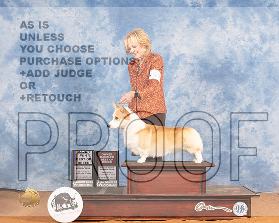 Pembroke Welsh Corgi #43 Sat BOBOHBOB Judge Don GilMMJ_9331_NRKC2022_HR3