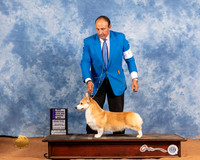 Pembroke Welsh Corgi #47 Sat WD Judge Don Gill