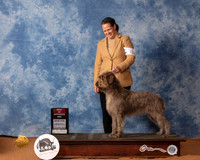 Wirehaired Pointing Griffon #8 Sat BOS Judge Helen Dorrance