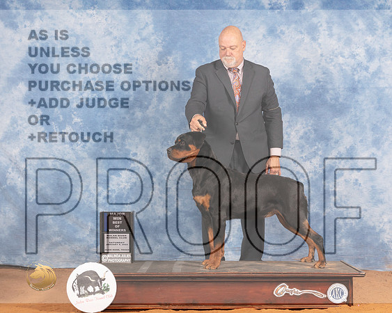 Rottweiler #18 Sat BOW Judge Gary SparchuMMJ_9324_NRKC2022_HR3