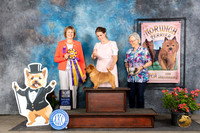 Norwich Terrier #36 Sat BISS Judge Cathy Thompson-Morgan