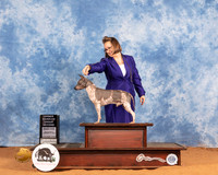 American Hairless Terrier #15 Sat OHG2 Judge Daniel Dowling