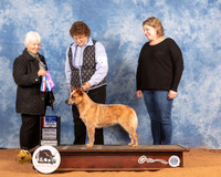 Australian Cattle Dog #38 Sat BOSBOW Judge Gloria Kerr