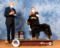 Bernese Mountain Dog #18 Sat BOB Judge Gary Sparchu