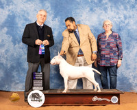 Bull Terrier White #6 Sat WB Judge Phillip Briasco