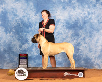 Bullmastiff #8 Sat BOS WB Judge Gary Sparchu