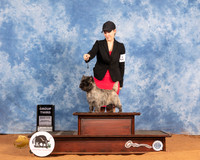 Cairn Terrier #6 Sat G3 Judge Phillip Briasco