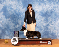 Cardigan Welsh Corgi #9 Sat WD Judge Gloria Kerr