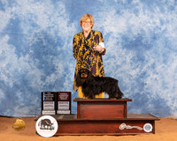 Cavalier King Charles Spaniel #7 Sat BOWWDOHBOB Judge Azalea Alvarez