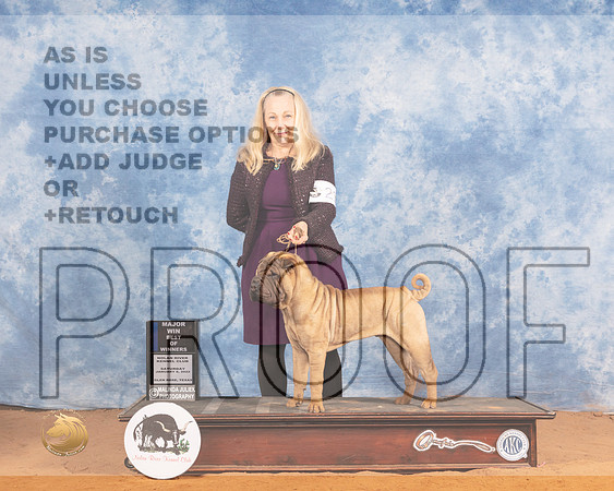 Chinese Shar Pei #23 Sat BOWWD Judge Helen DorranceMMJ_9591_NRKC2022_HR3
