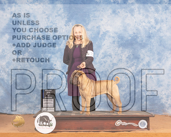 Chinese Shar Pei #23 Sat BOWWD Judge Helen DorranceMMJ_9592_NRKC2022_HR3
