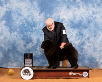 Chow #9 Sat BOWWD Judge Denny Mounce
