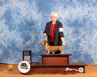 Dachshund Wirehaired #16 Sat WB Judge Johnny Shoemaker