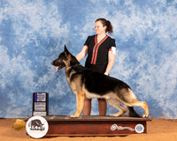 German Shepherd Dog #5 Sat WD Judge Michael Canalizo