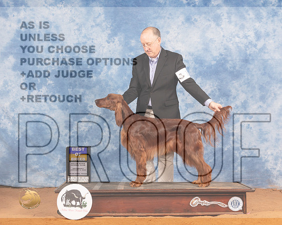 Irish Setter #12 Sat BOB Judge Michael CanalizoMMJ_9563_NRKC2022_HR3