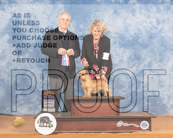 Norfolk Terrier #16 Sat WBBOS Judge Phillip BriascoMMJ_9572_NRKC2022_HR3