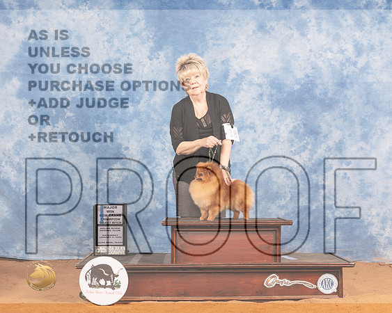 Pomeranian #18 Sat SB Judge Doris CozartMMJ_9614_NRKC2022_HR3
