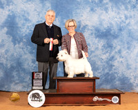 West Highland White Terrier #7 Sat BOS Judge Phillip Briasco