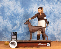 Xolo #6 Sat BOW Judge Denny Mounce