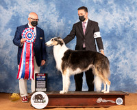 Borzoi #6 Sat BIS Judge Michael Canalizo