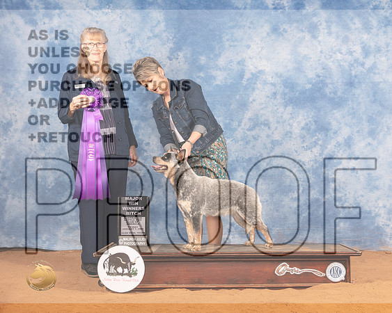 Australian Cattle Dog #? WB Judge Nancy SimmonsMMJ_9759_NRKC2022_HR3