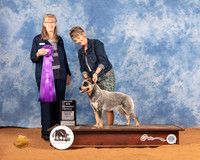Australian Cattle Dog #? WB Judge Nancy Simmons