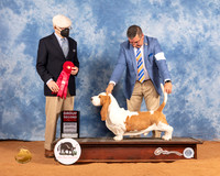 Basset Hound #5 Sat G2 Judge Daniel Dowling