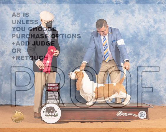 Basset Hound #5 Sat G2 Judge Daniel DowlingMMJ_9844_NRKC2022_HR3