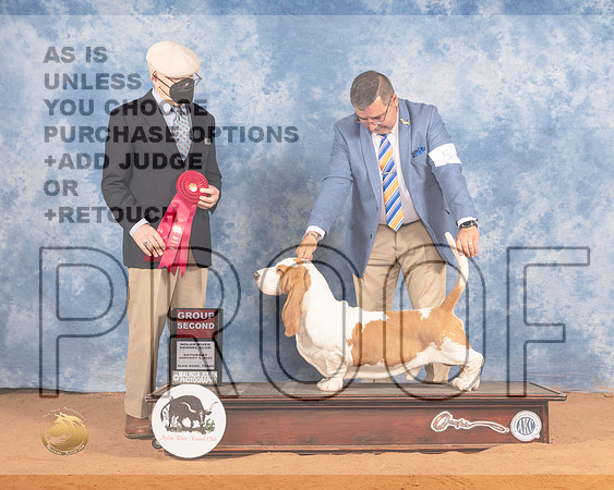 Basset Hound #5 Sat G2 Judge Daniel DowlingMMJ_9846_NRKC2022_HR3