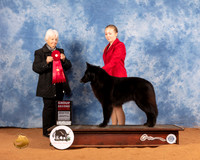 Belgian Sheepdog #14 Sat G2 Judge Gloria Kerr