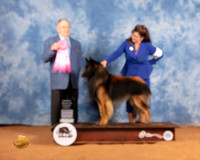 Belgian Tervurent #7 Sat OHG1 Judge Don GIll
