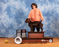 Boyking Spaniel #8 Sat SB Judge Helen Dorrance