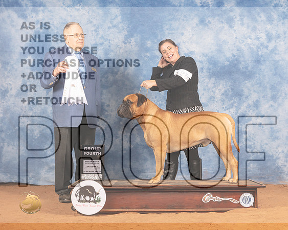 Bullmastiff #25 Sat G4 Judge Don GillMMJ_9796_NRKC2022_HR3