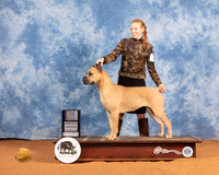 Cane Corso #14 Sat BOBBOW Judge Gary Sparchu