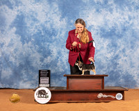 Chihuahua Smooth Coat #5 Sat OHG2 Judge Azalea Alvarez