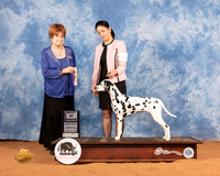 Dalmatian #8 Sat BOB Judge Carol Jean Nelson