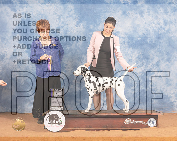 Dalmatian #8 Sat BOB Judge Carol Jean NelsonMMJ_9973_NRKC2022_HR3